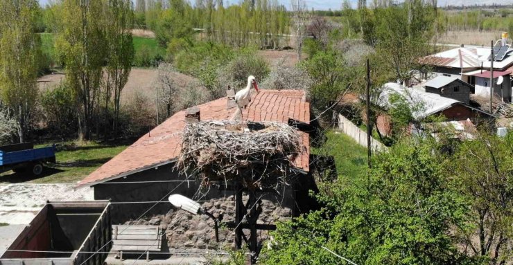 Elektrik direğinin tepesindeki yuva, leylek ailesine yaklaşık 20 yıldır ev sahipliği yapıyor