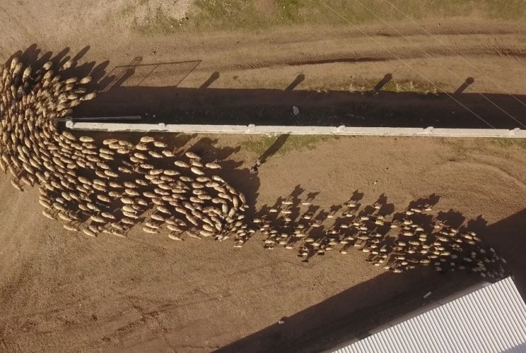 Ahlat’ta koyun ve kuzuların buluşması renkli görüntüler oluşturdu