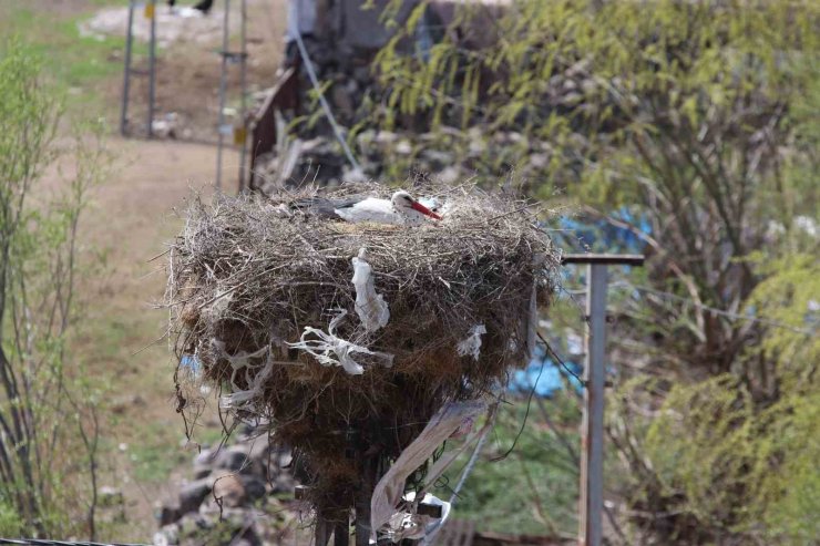 Erzincan’da yuvalarına yerleşen leylekler havadan görüntülendi