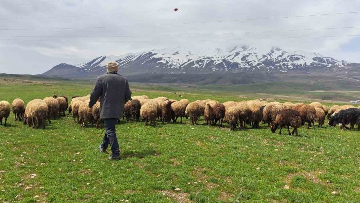 Sürülerin Süphan Dağı’na yolculuğu başladı