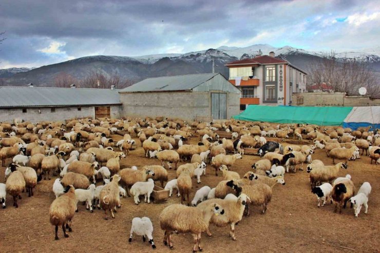 Kuzuların annelerine kavuşma anları