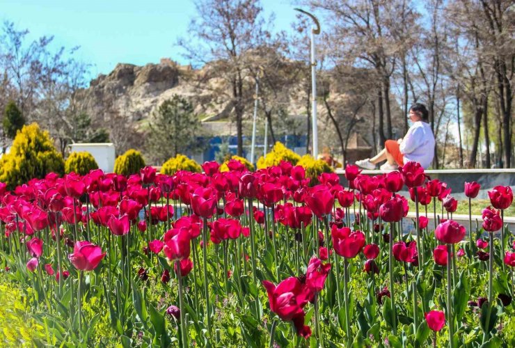 Laleler park ve bahçeleri renklendirdi