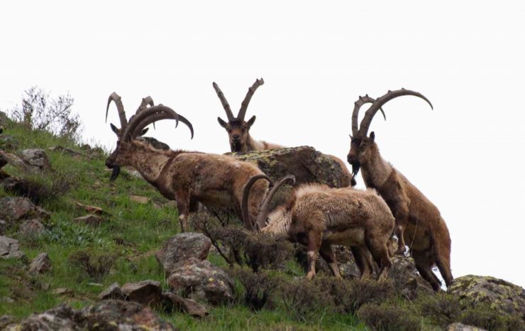 Tunceli’de boz ayı ailesi ve yaban keçileri görüntülendi