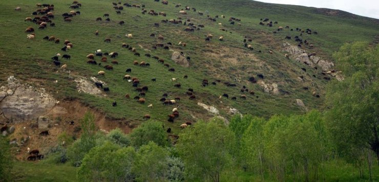 Türkiye’nin en büyük çayır ve mera alanları Erzurum’da