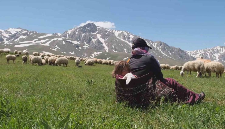 Erzincan’da meralar küçükbaş hayvanlarla şenlendi