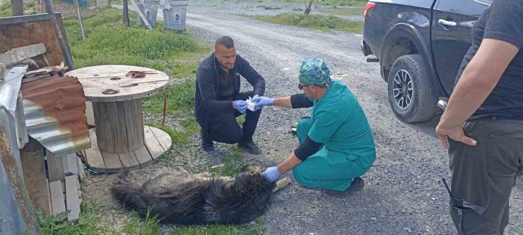 Yılanların ısırdığı köpeklere belediye sahip çıktı