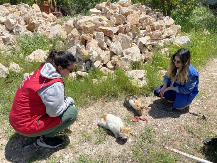 Elazığ’ın genç gönüllülerinden sokak hayvanlarına mama desteği