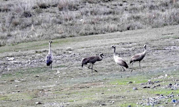 Nesli tükenme tehlikesi altında olan turnalar, Ekşisu Sazlığında görüntülendi