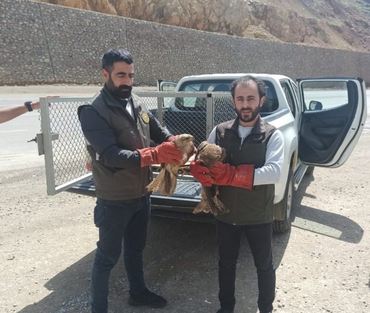 Bingöl’de yaralı bulunan akbaba ve Su Şahinleri tedavi altına alındı