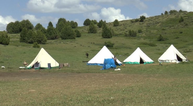 Tunceli Valiliği’nden sürü sahipleri ve arıcılara duyuru