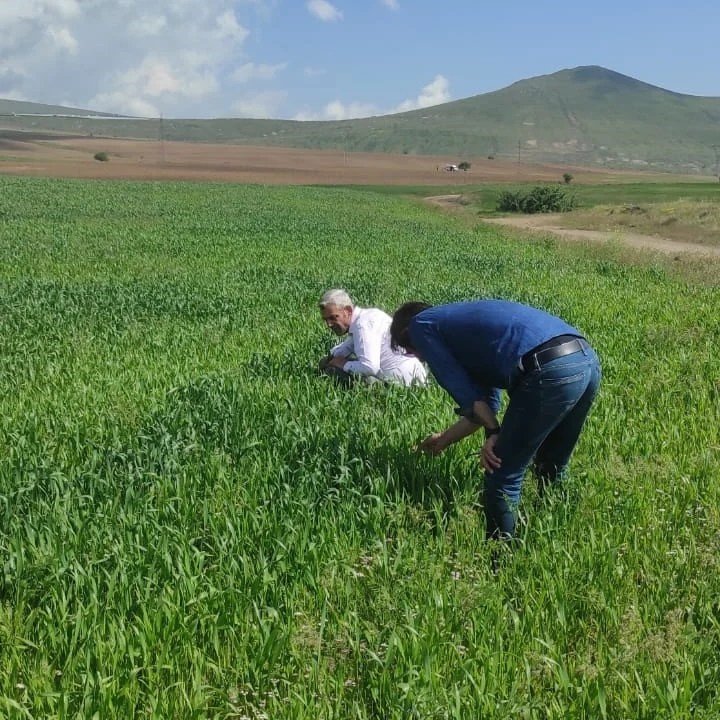 Tatvan’daki tahıl üretim alanlarında hastalık kontrolleri yapıldı