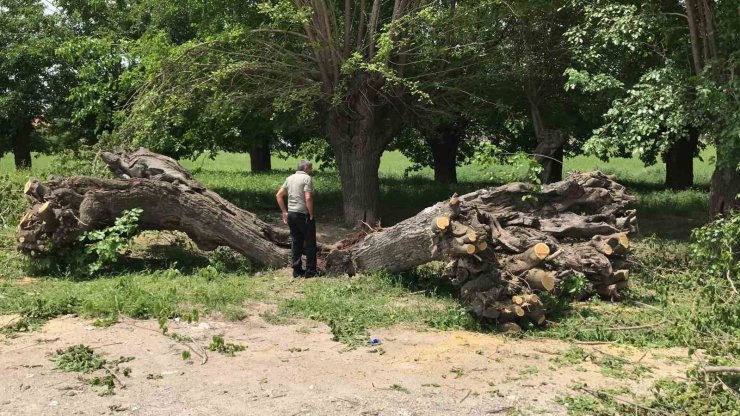 Asırlık dut ağacı ortadan ikiye ayrılıp devrildi