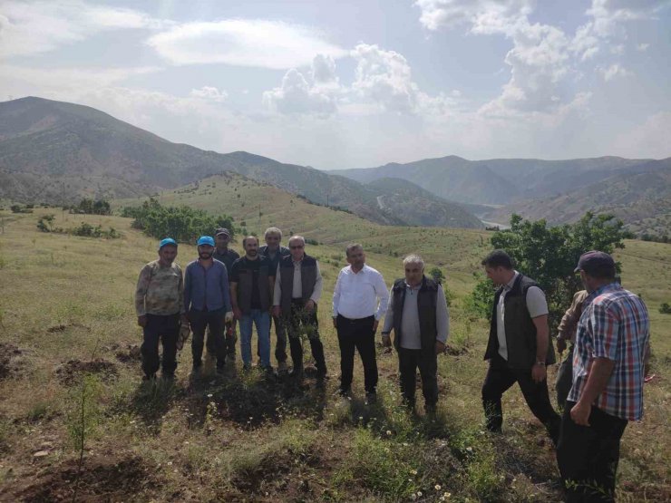 Palu’daki bademler yöre halkına gelir kapısı olacak