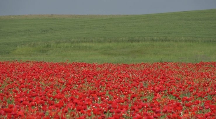 Muş Ovası’nda gelinciklerin görsel şöleni