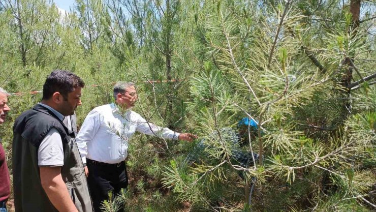 Elazığ’da kızılçam ormanlarında sıklık bakım çalışması yapıldı