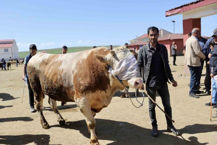 Doğu’dan Batıya kurbanlık sevkiyatı hız kazandı