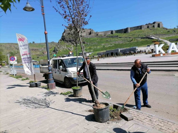 Kars’ta kuruyan ağaçlar değiştiriliyor