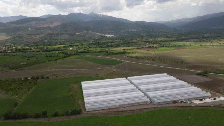 Erzincan’da seracılık sektörü, yeni kurulan seralarla büyüyor