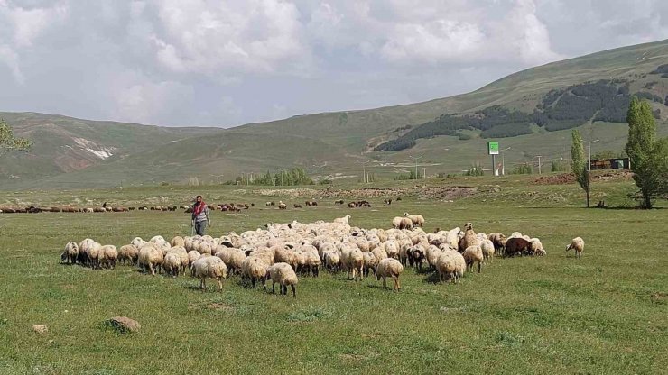 Doğu Anadolu Canlı Hayvan Pazarı’nda hareketlilik başladı