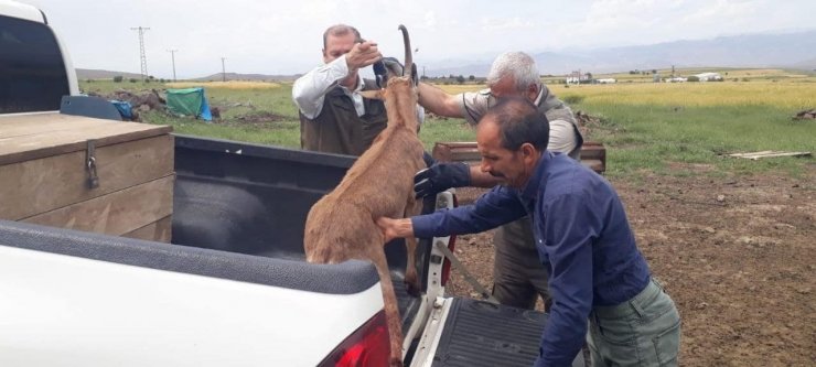 Elazığ’da bitkin halde bulunan dağ keçisi koruma altına alındı