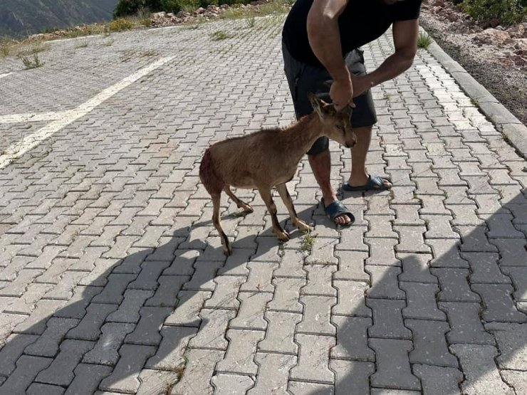 Tunceli’de yaralı bulunan dağ keçisi koruma altına alındı