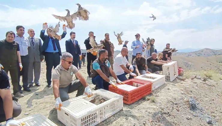 Tunceli’de doğaya 600 keklik salındı