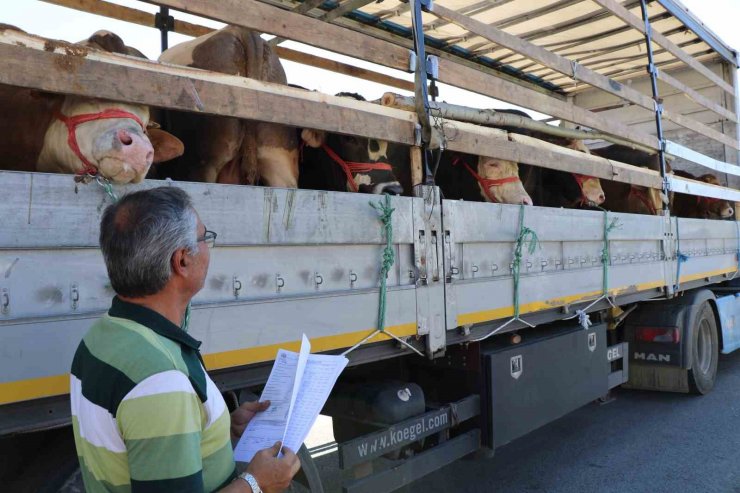 Doğu’da kurbanlık sevkiyatına sıkı denetim