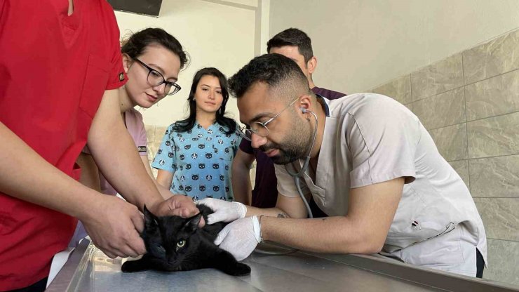 Bingöl’deki tam donanımlı hayvan hastanesi, bölgeye hitap ediyor