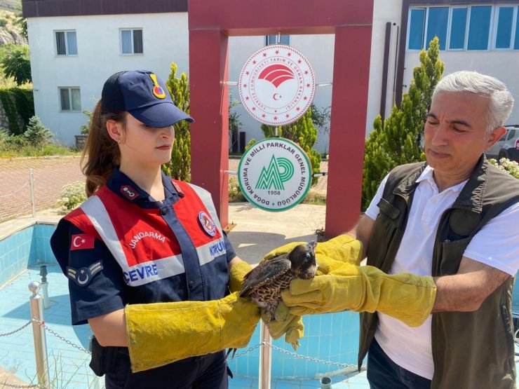 Malatya’da yaralı bulunan doğan tedavi altına alındı