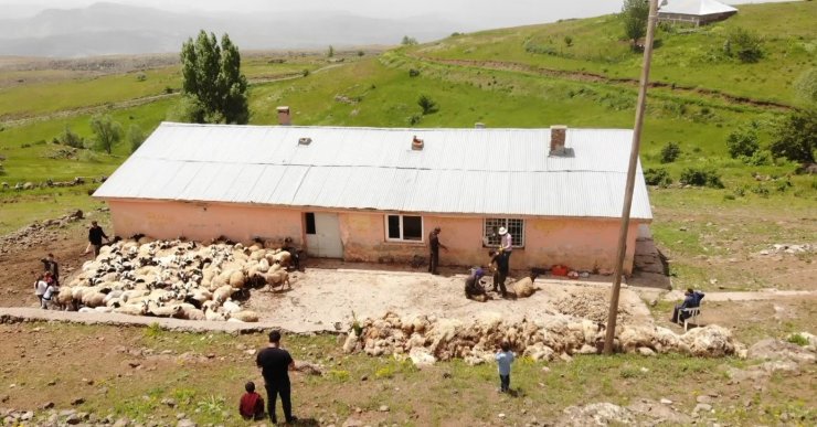 Muş’ta koyun kırkma mesaisi başladı