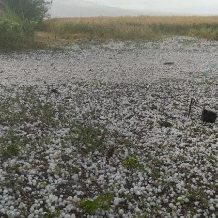 Iğdır’da yağan dolu ekili alana zarar verdi