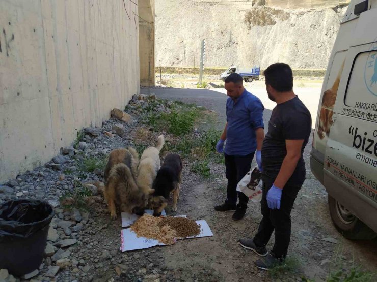 Hakkari’de sokak hayvanları için sakatat bırakıldı