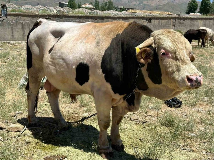 1 ton 100 kilogramlık ‘Paşa’ alacısını bekliyor