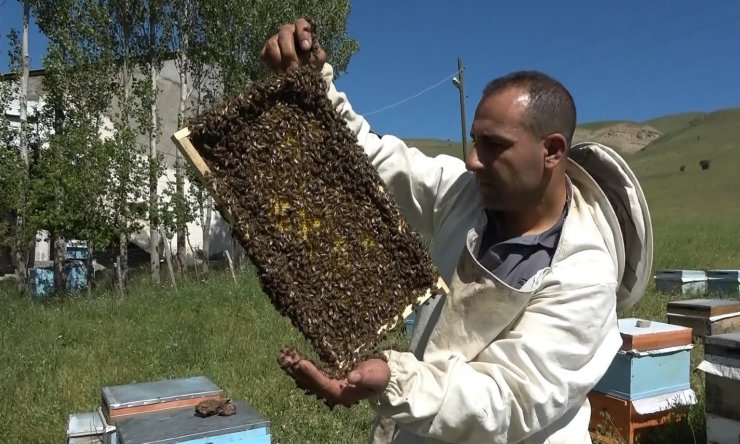 Arıcılıkta oğul toplama dönemi başladı