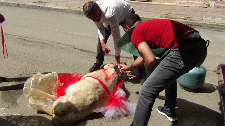 Kars’ta geline "süslü koç gönderme geleneği" sürüyor