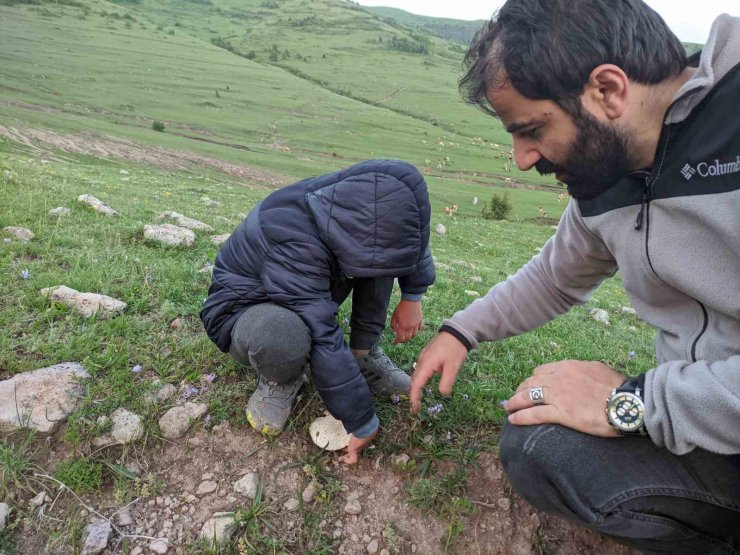 Ardahan’da yağışların ardından "mantar" bereketi