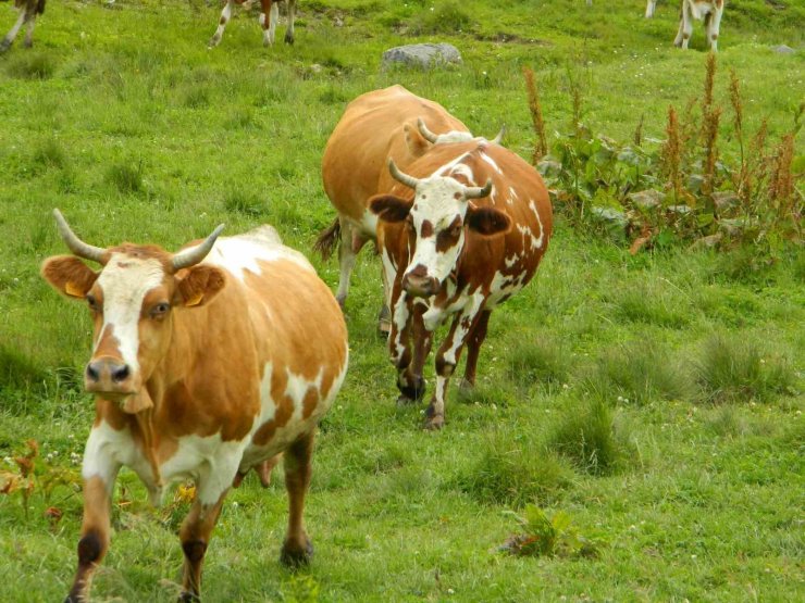 Posof’ta hayvan girişleri yasaklandı