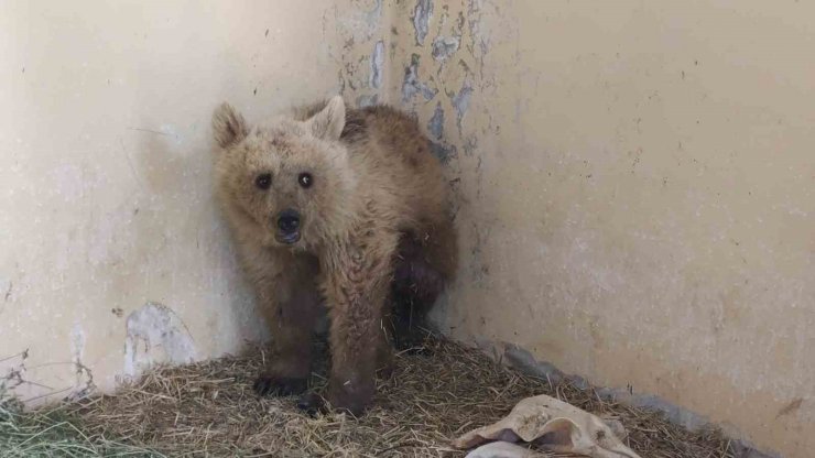 Van’da tedavi altına alınan boz ayı sağlığına kavuşuyor