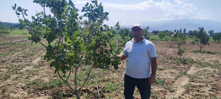 Iğdır Üniversitesi’nde Antep fıstığı parselinde bu yıl ilk hasat yapılacak