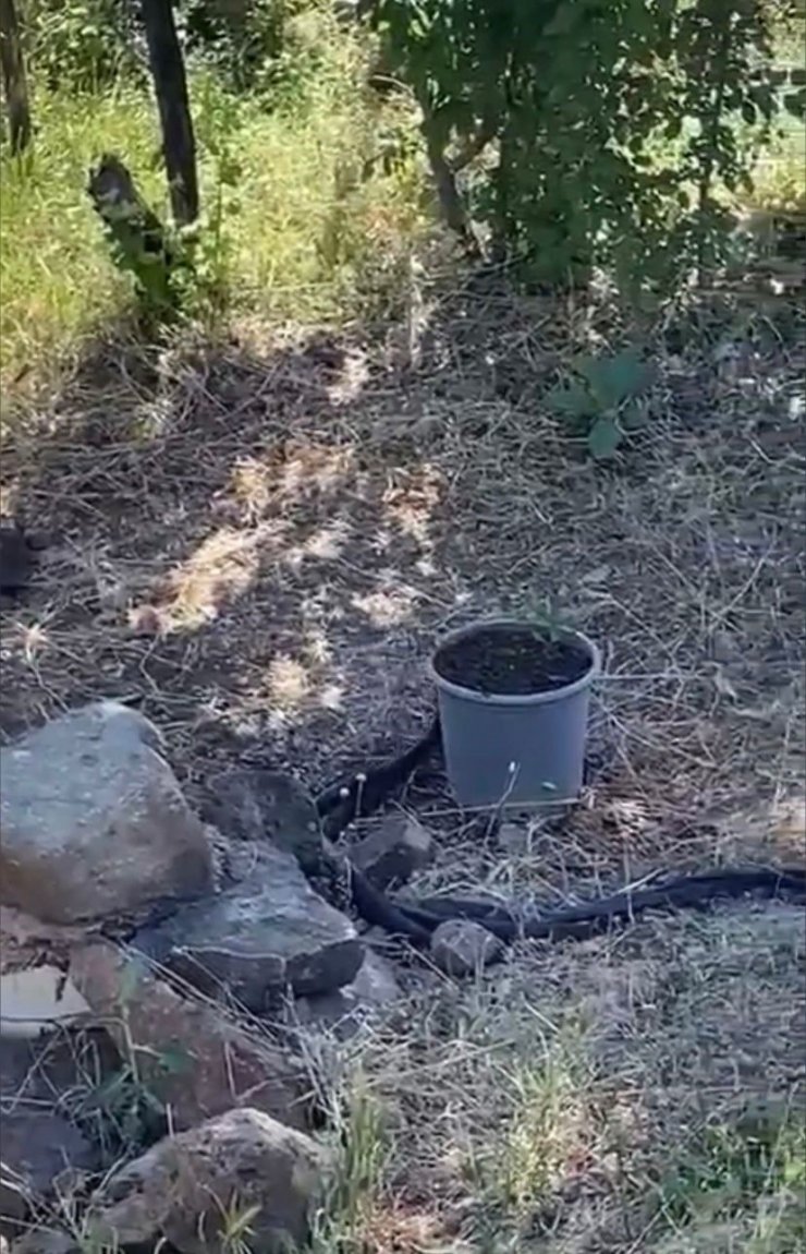 Elazığ’da yılanlar bir evi mesken tuttu