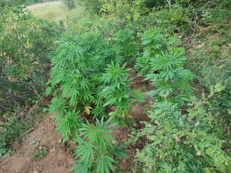 Bingöl’de 138 kök kenevir bitkisi ele geçirildi