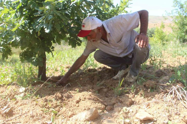 Elazığ’da 3 dönüme ektiği trüf mantarının çıkmasını dört gözle bekliyor