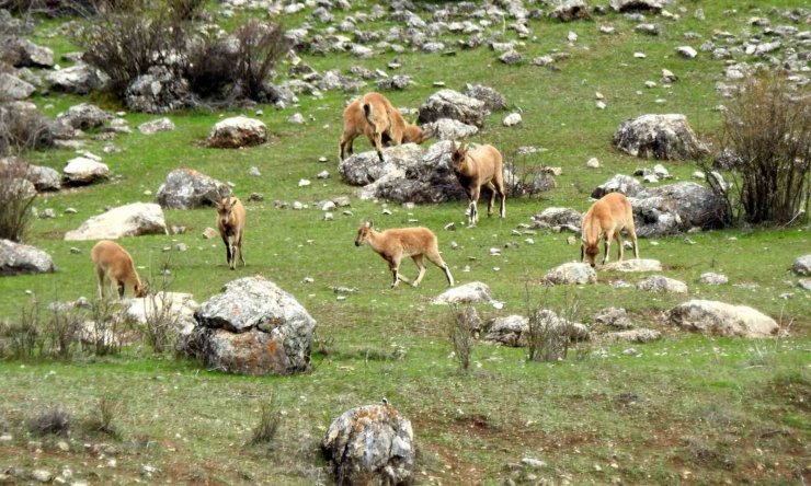 Munzur Dağlarında dağ keçileri görüntülendi