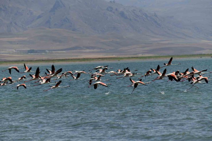 Flamingolar kuraklığa rağmen Erçek Gölü’nde