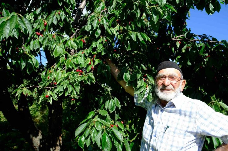 Erzincan’da daha önce görülmemiş kiraz rekoltesi