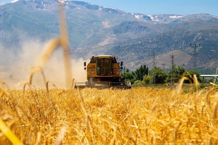 Hububat tarlalarında biçerdöver ile hasat işlemleri başladı