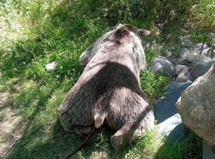 Tunceli’de aracın çarptığı ayı telef oldu