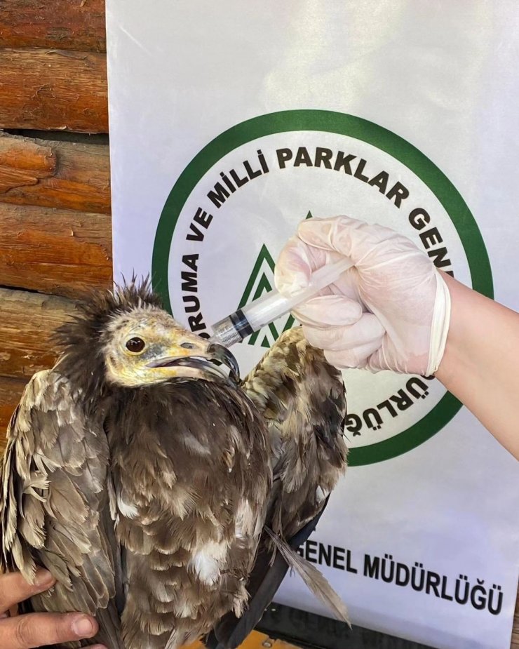 Yaralı Akbaba ve Kızıl Şahin Kars’ta tedavi altına alındı