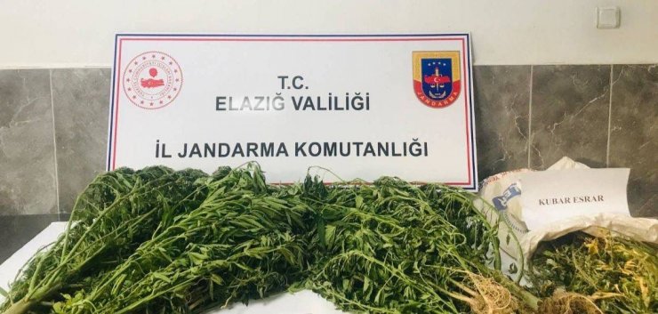 Damla sulama sistemiyle kenevir yetiştiren şüpheli suçüstü yakalandı