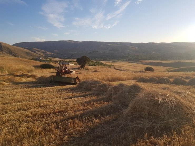 Kuluncak’ta buğday hasadı